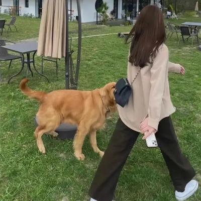 天堂狗生死恋
